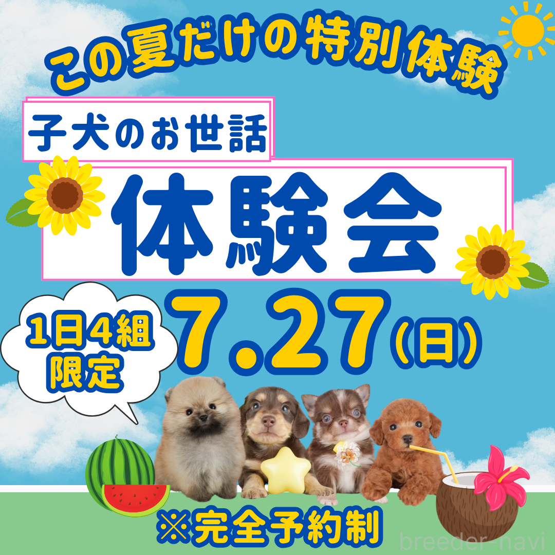 販売中の千葉県のミックス犬-399793の3枚目